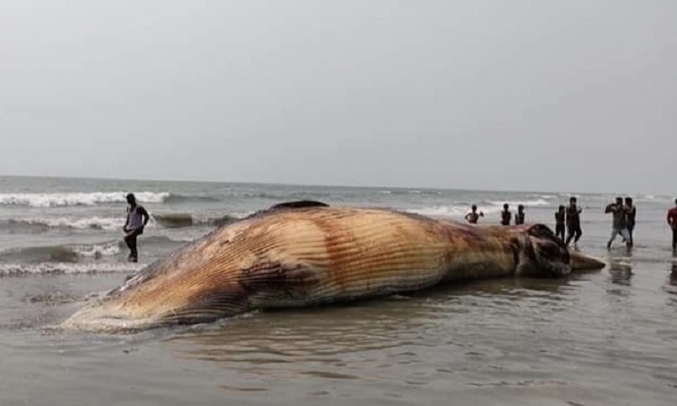 কক্সবাজার সমুদ্র সৈকতেভেসে এল বিশাল আকৃতির মৃত তিমি